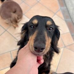 性格が可愛いすぎる💖ダックス🥰7歳 - 犬