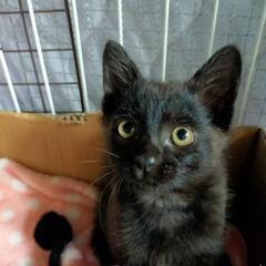 ❋２ヶ月半の黒猫ちゃん❋お話中です✨ - 猫