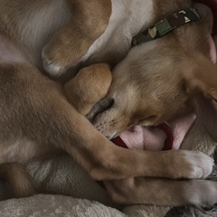 甘えんぼな雑種です - 犬