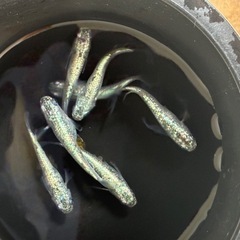 🐟ネプチューンシルバー2ぺアの画像