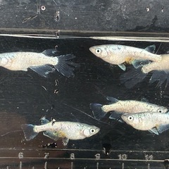 🐟ネプチューンシルバー2ぺアの画像