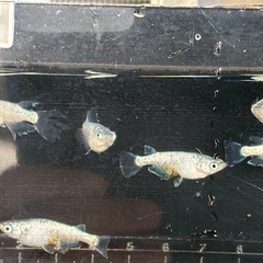 🐟ネプチューンシルバー2ぺアの画像