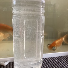 ゾウリムシです