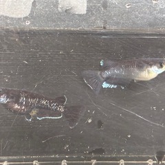 メダカ🐟曜変天目種親候補1P