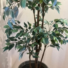 値下げしました！フェイクグリーン（鉢も付けます！）の画像
