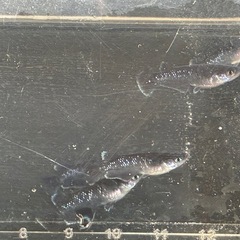 メダカ🐟曜変天目若魚２ペア