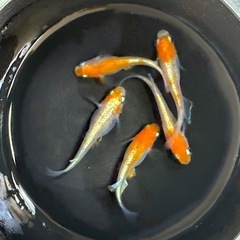 メダカ🐟紅花魁２ペア➕1