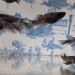 メダカ　種親の画像