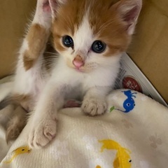 茶白のハチワレ