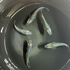 メダカ🐟蒼煌画像全て