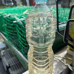 メダカの生き餌　オオミジンコの画像