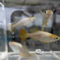 メダカ　種親の画像