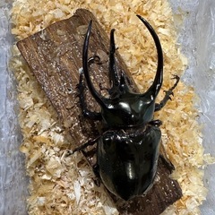 ミンダナオアトラス♀お持ちの方！