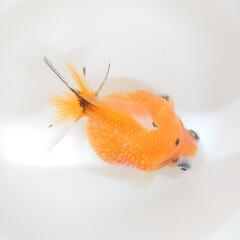 ピンポンパール☆稚魚の画像