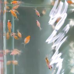 ピンポンパール☆稚魚の画像