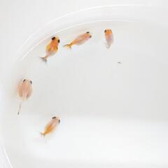 ピンポンパール☆稚魚の画像
