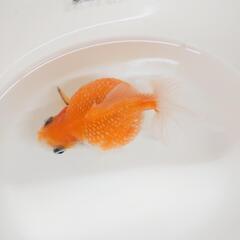 ピンポンパール☆稚魚の画像