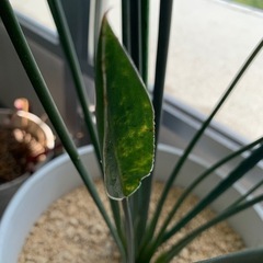 観葉植物　ストレリチア ユンケア Strelitzea juncea ×2株植え　ノンリーフ ※鉢と一緒に引取り希望の画像