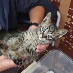 子猫里親募集