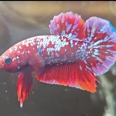 🔥【稚魚10匹セット】●PKHM RGBG（レッドゴールドブルー...