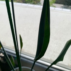 観葉植物　ストレリチア ユンケア Strelitzea juncea ×2株植え　ノンリーフ ※鉢と一緒に引取り希望の画像