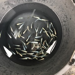 メダカの画像