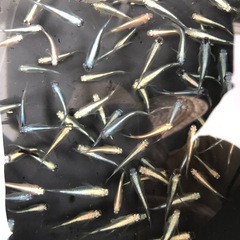 メダカの画像