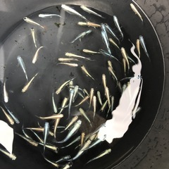 メダカの画像