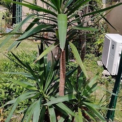 ユッカ