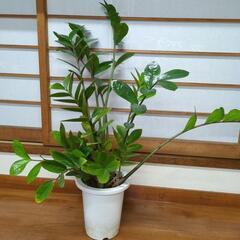 セール品◆金運アップ✨ザミオクルカス　観葉植物