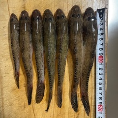一緒に釣りに行ってくれる方募集中です！