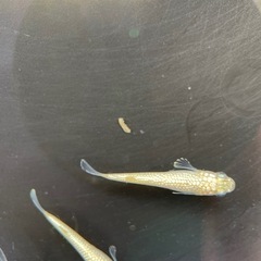 【メダカ屋　恵作めだか】　白(きよし)　写真は現物　ランダムに撮影　若魚　1匹500円の画像