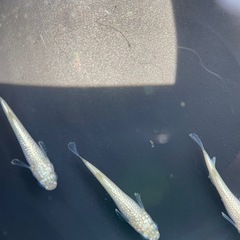 【メダカ屋　恵作めだか】　白(きよし)　写真は現物　ランダムに撮...