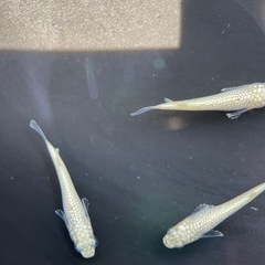 【メダカ屋　恵作めだか】　白(きよし)　写真は現物　ランダムに撮影　若魚　1匹500円の画像