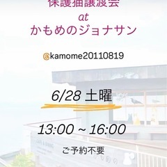 🌹🌹猫さんの譲渡会🌹🌹