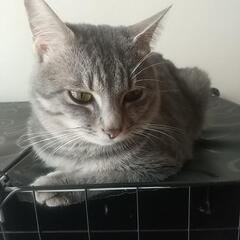 猫 1歳 サバトラ 雄