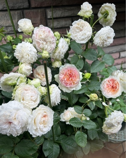 薔薇の家、ロサオリエンティス、トロイメライ