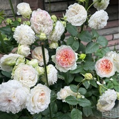 薔薇の家、ロサオリエンティス、トロイメライの画像