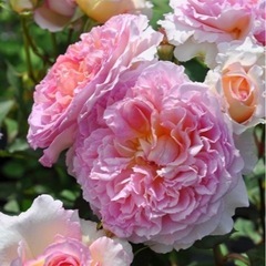 薔薇の家、ロサオリエンティス、トロイメライ