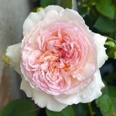 薔薇の家、ロサオリエンティス、トロイメライの画像