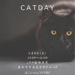 🩷ほごねこ譲渡会のお知らせ🩷