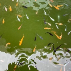 メダカ　成魚　1匹100円