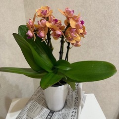 ミディ　胡蝶蘭