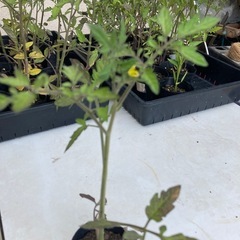 ミニトマトの苗