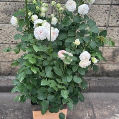 薔薇の家、ロサオリエンティス、トロイメライの画像