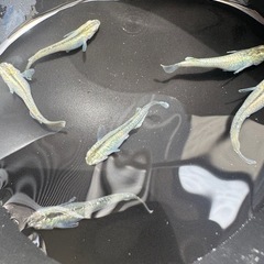 善通寺メダカ様直系　ガブリエルの画像