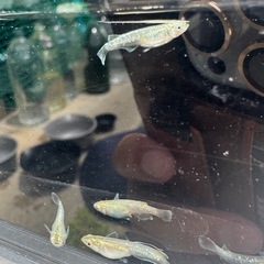 善通寺メダカ様直系　ガブリエルの画像