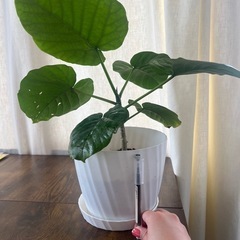 ウンベラータの画像