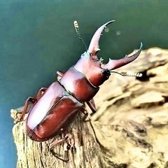 ノコギリクワガタ♂激安タイムセール💫