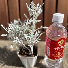 ダスティーミラー（白妙菊） 園芸花植物ガーデニング